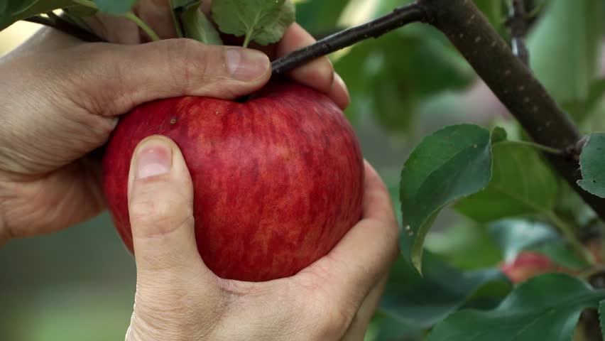 Close up of farmers hands pick red ripe apple from branch in summer garden. Harvesting of fruits. Gardening, agriculture.