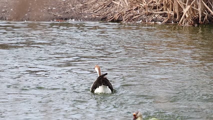 goose takes off after a run on the water