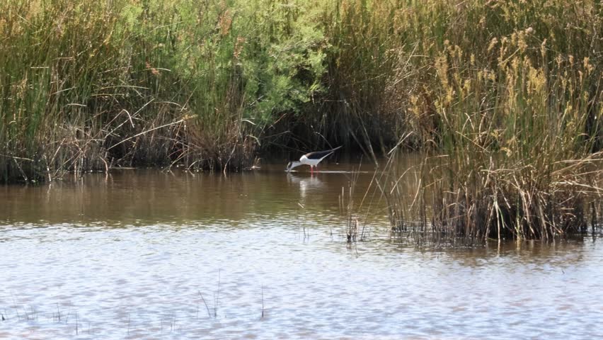 Black winged stilt - himantopus himantopus - wading in shallow water in its natural habitat