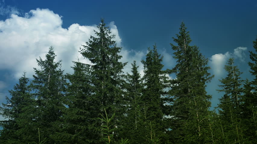 Spruce forest. Wind shakes the branches and trunks. Clouds quickly run through