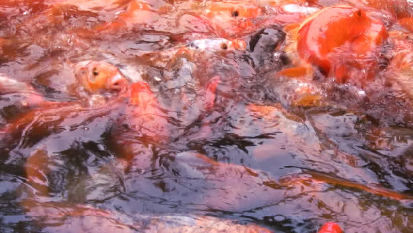 Water pond teeming with a great many orange fish, who are eager to eat