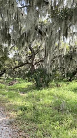 A panning view of the trail in Circle B Bar Reserve, Florida, showcasing the lush greenery, Spanish moss, and tranquil forest setting