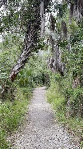 A serene walk along a nature trail along Tamiami Trail Scenic Highway, surrounded by lush greenery and tropical foliage