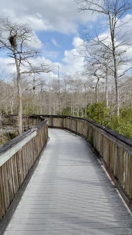 Walking on Big Cypress Bend Boardwalk among trees along Tamiami Trail Scenic Highway 