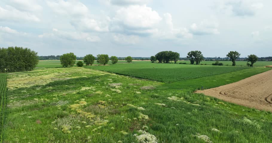 Aerial view of fallow land, overgrown with wild herbs and flowers. Flying above fallow agricultural land.