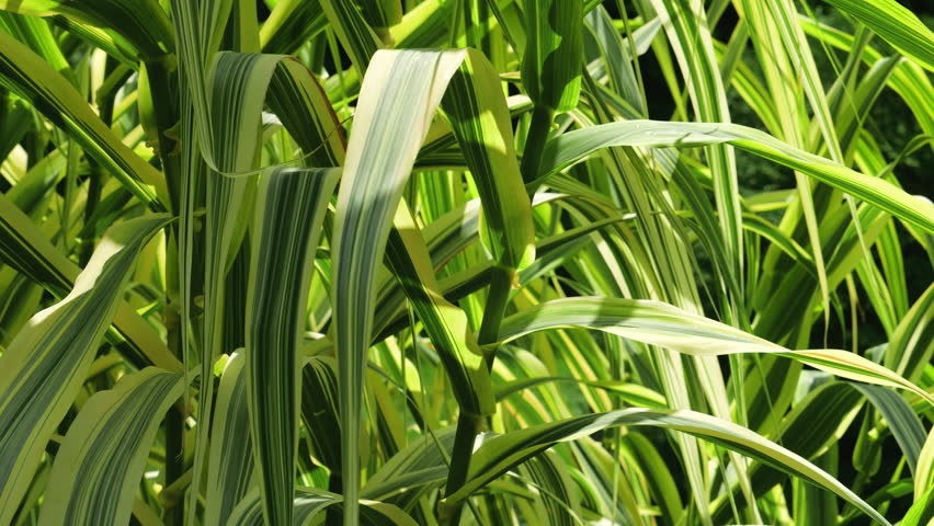 Long leaves of the Phalaris arundinacea plant. Reed canary grass.