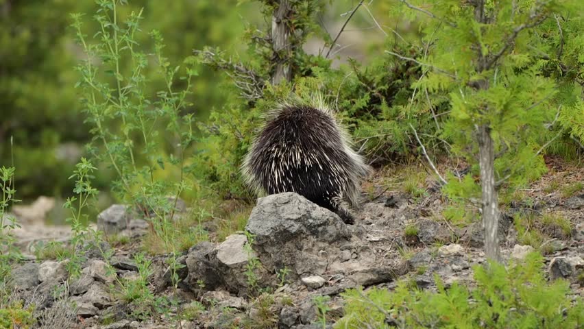 Slow Motion of A Porcupine Walking Behind Some Trees in Michigan Woods