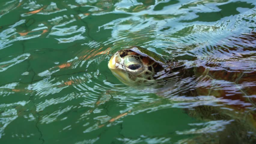 Close up shot of a sea turtle in a breeding program, raise its head above the water to breathe.
