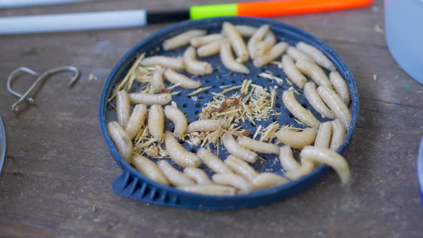 Anglers use largest or attractive maggots on hook hoping to be irresistible to fish. Commercial maggot breeders sell worm to tackle dealers. Maggots have been used primarily as fishing bait year round
