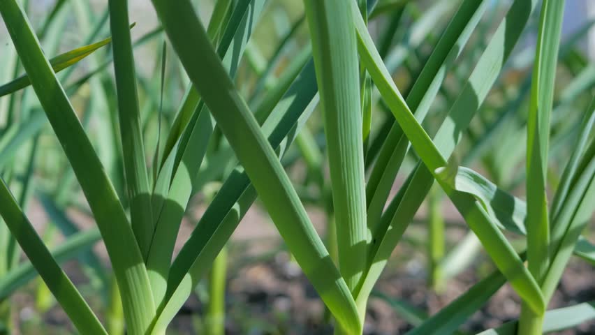 In rural vegetable garden grown garlic. Farmers nurture seedlings in sunlight to grow crops. Foliage provides fresh, green background to homestead and ensures steady supply of healthy, organic food