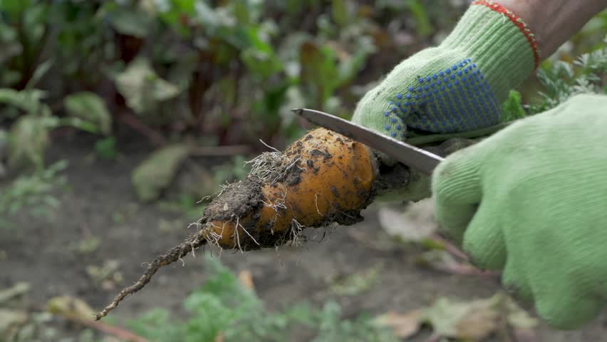 Person with green gloves using knife to clean soil off carrot in garden. Washing vegetables to make them more suitable for cooking. Growing your own food at home. Way to improve your diet