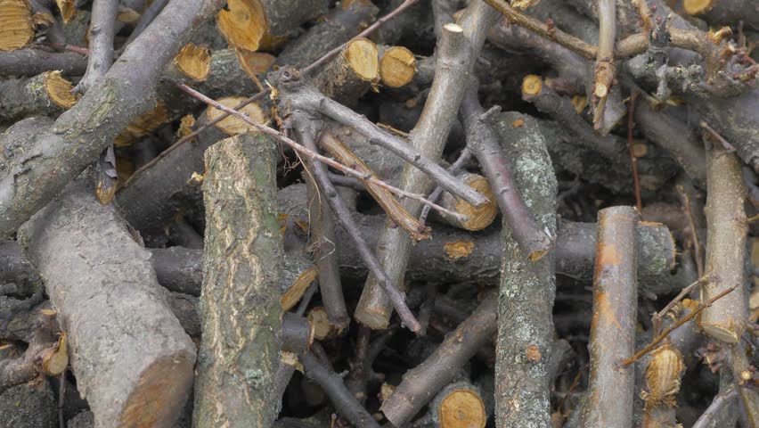 Pile of sawn branches from apricot tree. Felling process, endeavor in land management. Environmental conservation