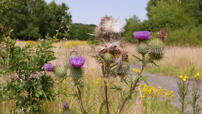 Thistles heads in flower and seed in mid Summer. Highgate Common. UK