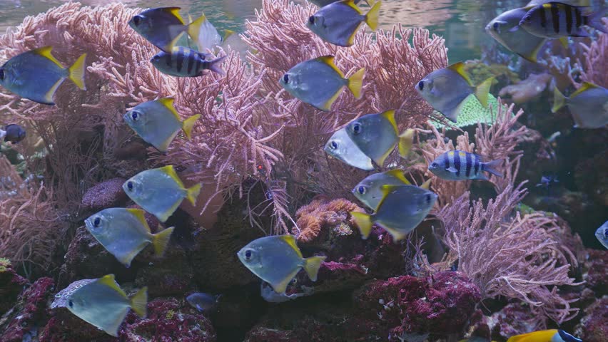 Colorful surgeonfish fishes sea aquarium coral reef water