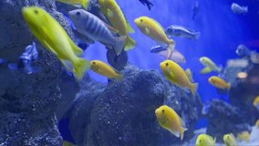 Colorful surgeonfish fishes sea aquarium coral reef water - Powered by Shutterstock - Get 15% off with code: PIKWIZARD15