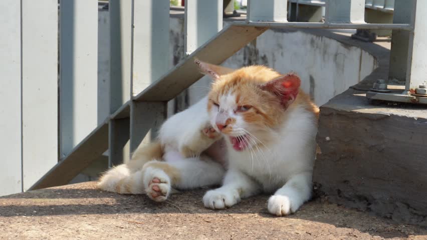 Cute orange and white colored stray cat cleaning her fur while laying down on outdoor park stairs environment background.