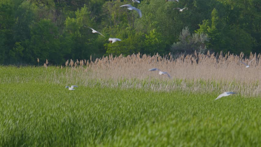 Many river gulls hunt fish in lakes, rivers, and canals. Seagulls fly over the water. Seagulls gracefully glide over the water