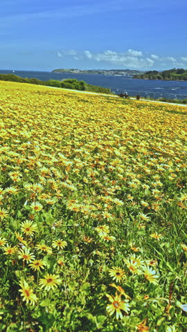 Field of Yellow Flowers Overlooking the Ocean