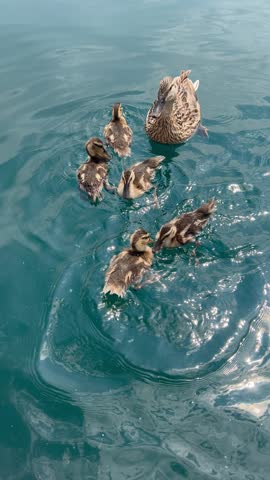 Duck with small ducklings in the lake