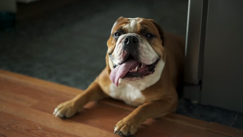 Cute dog relaxing on the kitchen floor - Pets concept