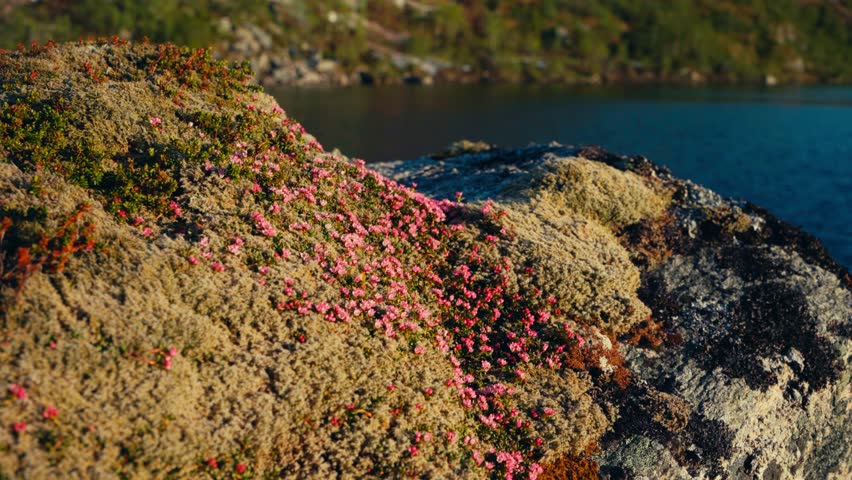 Colorful Mold And Algae Of Different Colors On Rough Stones Near Lakeshore. Close-up Shot