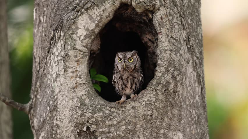 Eastern screech owl in Florida 