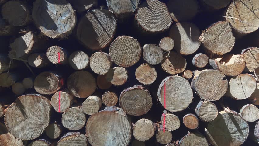 Cut wood, woodpile, Upper Bavaria, Germany. Felled beech trees, Fagus, logs. Stacked european spruce. Stacked firewood in a meadow. Heap of wooden logs on grass. Lumbering, stapled logs. 