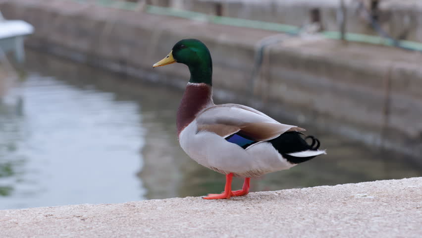 A striking, elegant mallard duck stands gracefully by the tranquil waters edge, showcasing its vibrant colors
