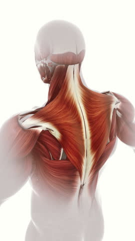 Trapezius muscle soreness and damage