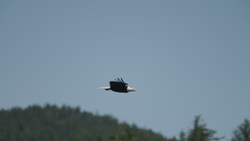 Eagle catching fish in the ocean in Canada