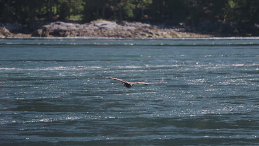 Eagle catching fish in the ocean in Canada