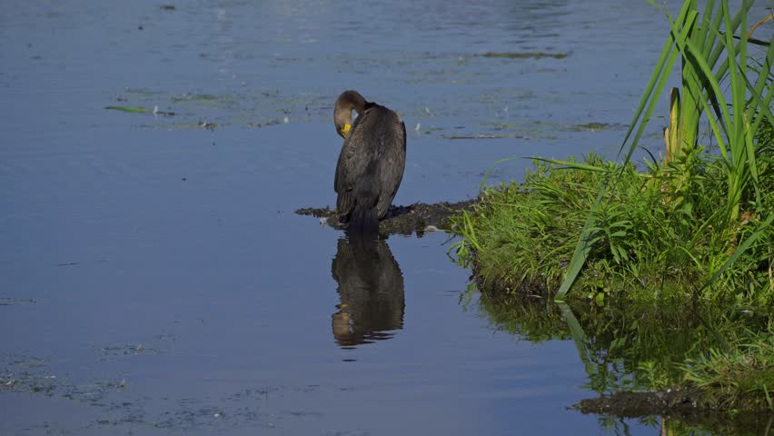 Double-crested Cormorant on a Beautiful Canadian Lake in Summer