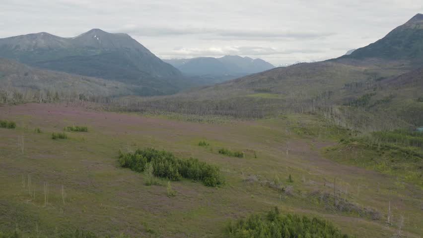Aerial view of Fireweed flower plant field in mountainside landscape in Alaska along the river in the Kenai peninsula - 4K Drone