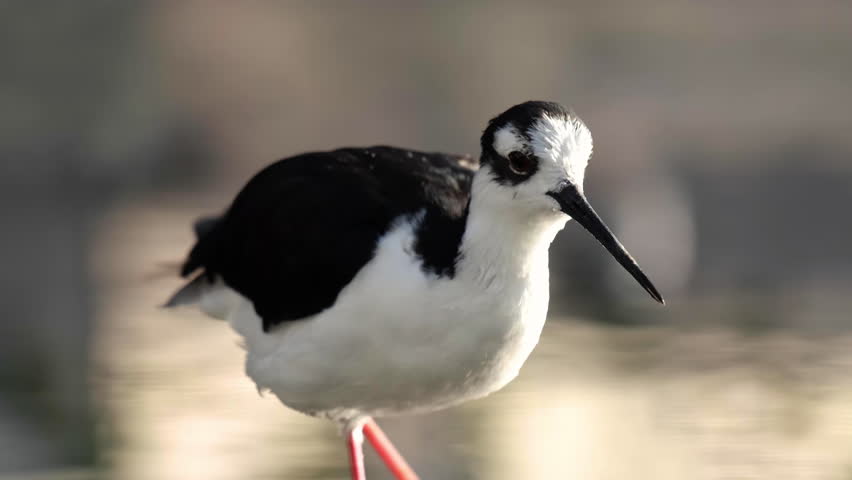 Close up of Black-necked Stilts.