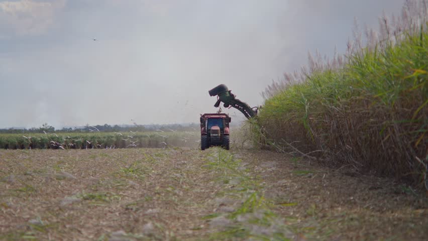 4K, sugar cane harvest harvesting, farm farming machinery, primary production producer food. rural work economy