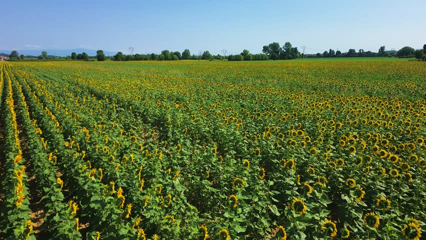 Sunflower plantation on Tuscany land, Italy