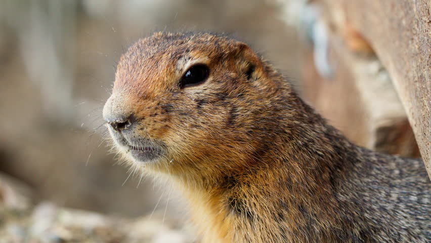 Side View of an Arctic Ground Squirrel (Urocitellus Parryii) in Yukon, Canada - Close Up