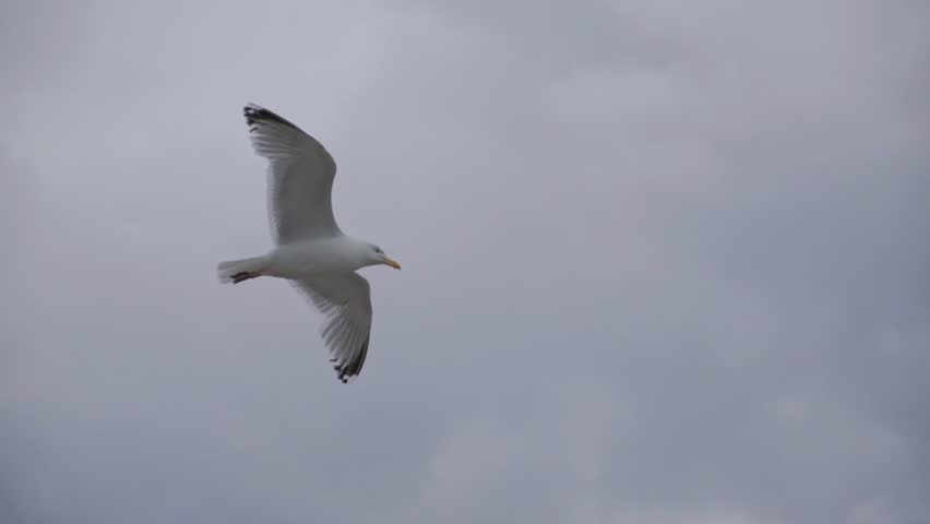 120fps. Seagull flying in the sky.