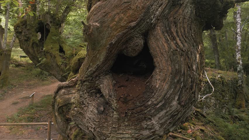 Fenced Old Tree Amidst Rainforest On Forest Hike Trail. Zoom Out Shot