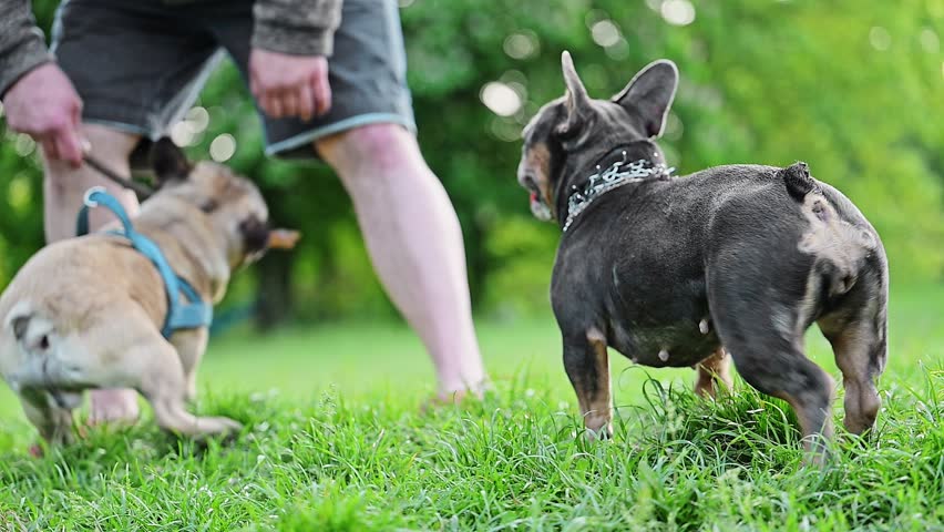 Two French bulldogs playing in the park on green grass with their owners. 4k footage.