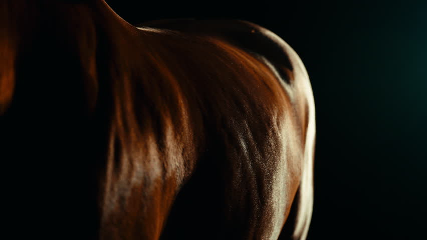 Shutterstock Video