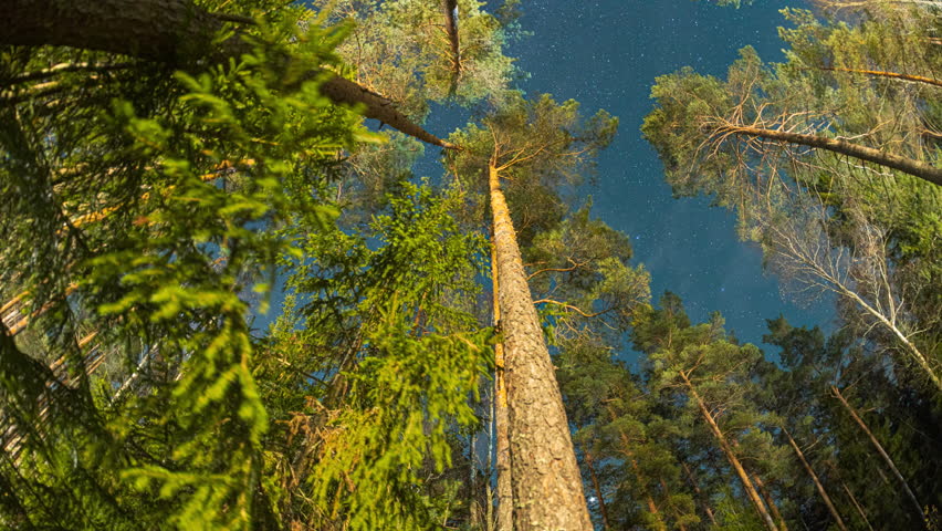Slider shot motion. Sky Stars Above Crowns Of Pines Trees Woods. Night Natural Starry Sky Above Woods. Night Landscape With Dramatic Sky With Shining Stars. Bottom view. Trees trunks and deep dark