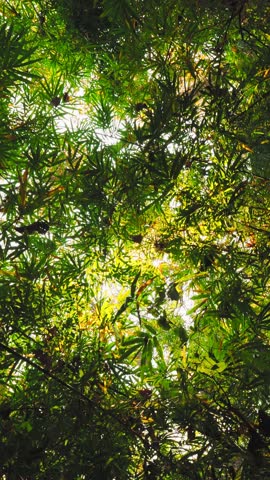 Vertical Screen: Looking Up at Lush Green Tropical Jungle Forest with Bamboo Trees Against Bright Summer Sun and Blue Sky, Wide Angle Nature Escape Travel Concept, Thailand