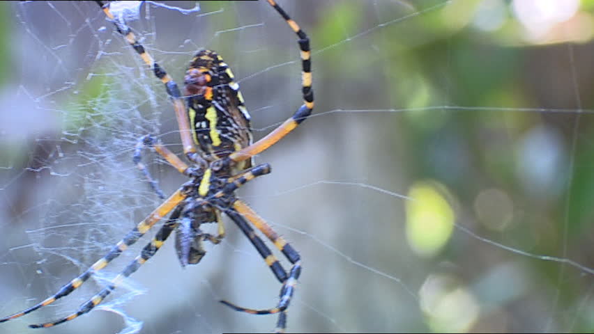 Black and Yellow Garden Spider