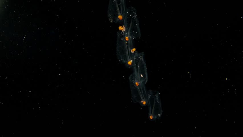 Two Male Paper Nautilus (Argonauta) on a Salp chain in the blackwater. Arms can be seen, as well as other inhabitants on the salp.