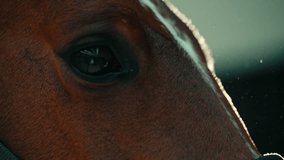 Beautiful Closeup of Brown Horse's Eye to Muzzle, Slow Motion Atmospheric Background - Powered by Shutterstock - Get 15% off with code: PIKWIZARD15