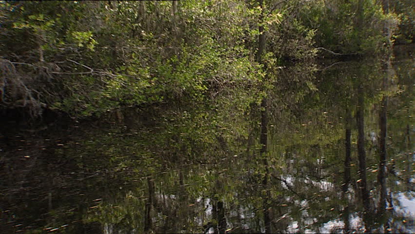 Everglades