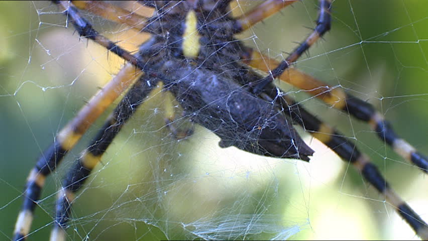 Black and Yellow Garden Spider
