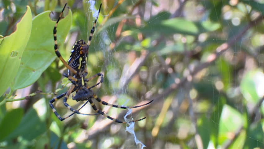 Black and Yellow Garden Spider