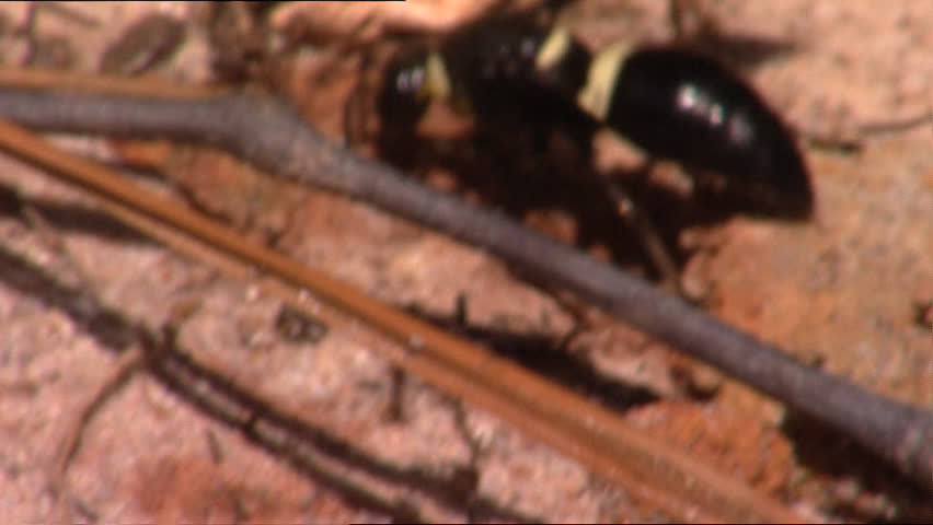 Paper Wasp